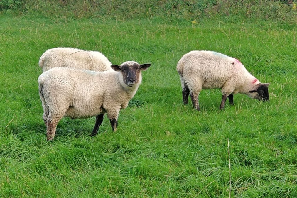 Kolme lammasta