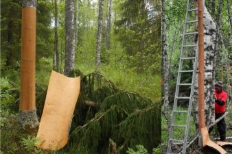 Kuva metsästä, jossa kerätään tuohta.