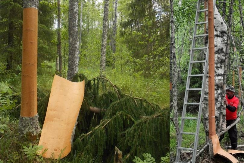 Kuva metsästä, jossa kerätään tuohta.
